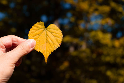 Close-up of hand holding heart shape leaf during autumn