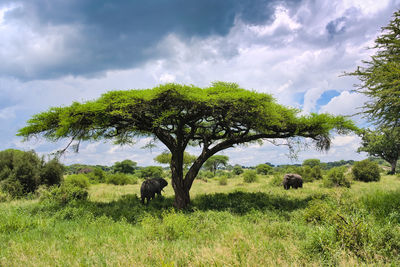 Trees on field against sky with elephant