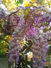 Close-up of fresh white flowers blooming in park