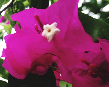 Close-up of pink flowers blooming outdoors