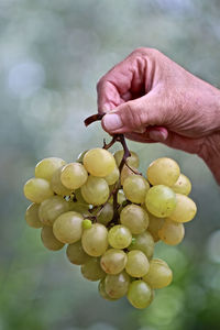 Close-up of hand holding grapes