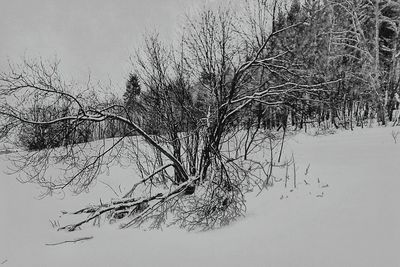 Bare tree against sky during winter