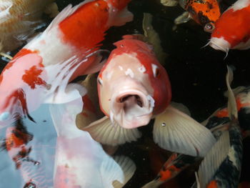 Close-up of koi fish in water