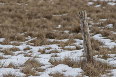 Close-up of snow on field during winter