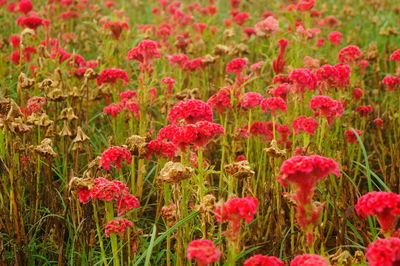 Close-up of pink flowering plants on field