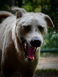 Close-up of dog yawning