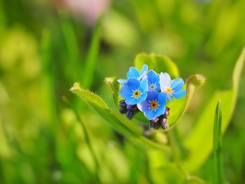 Close-up of blue flowers blooming outdoors