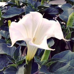 Close-up of flower blooming outdoors