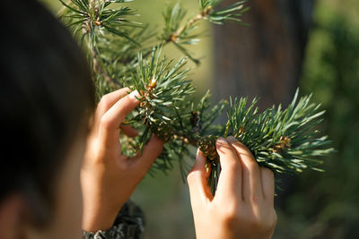 Close-up of hand holding pine tree