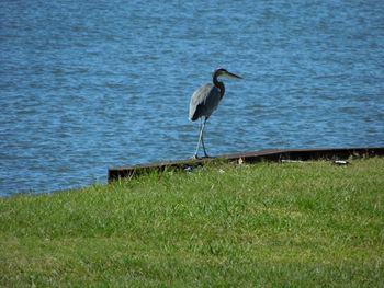 High angle view of gray heron perching on grass