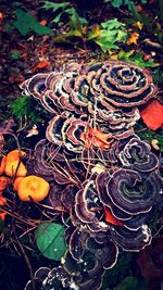 High angle view of plants on field