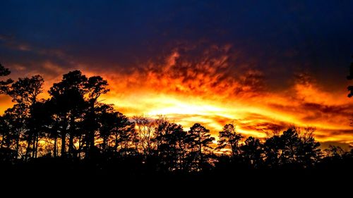 Silhouette of trees at sunset