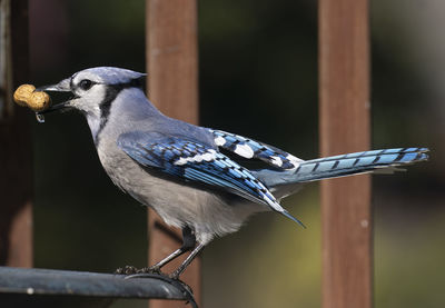 Bluejay on the