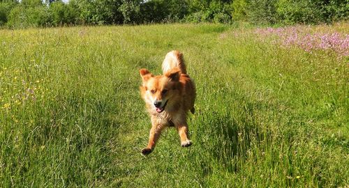 Dog running in grassy field