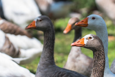 A goose and her companions on a sunny day