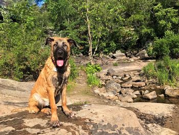 Portrait of dog on rock against trees