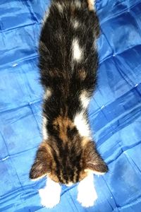 High angle view of cat resting on floor