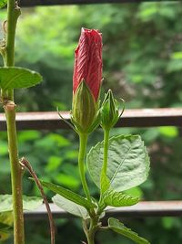 Close-up of red flowering plant