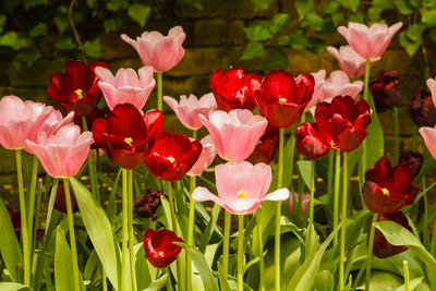 Close-up of pink flowering plants on field