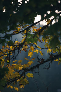 Autumn leaves floating on lake