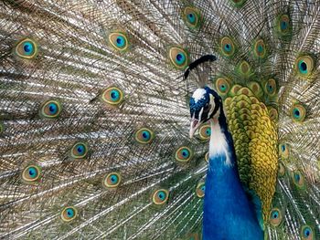 Close-up of peacock