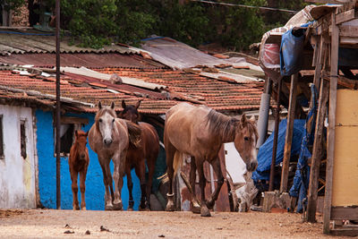 Horses walking on road amidst houses in village