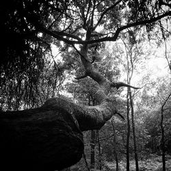 Trees in the dark