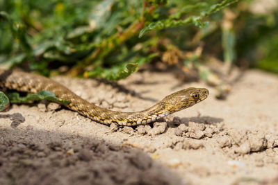 Close-up of lizard on land