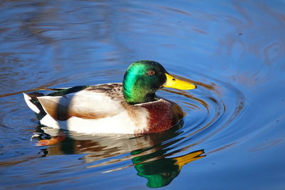 Close-up of duck swimming in lake