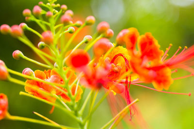 Close-up of flowering plant