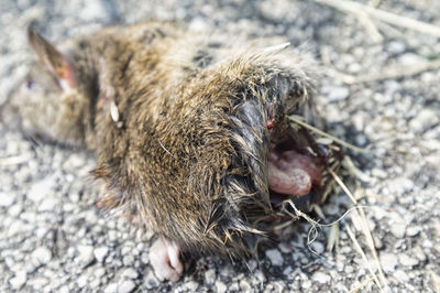 Dead mouse cut in half, lying on the road