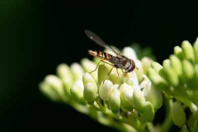 Close-up of insect on flower