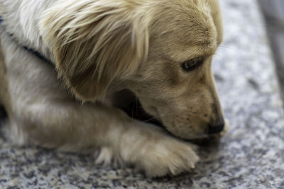 Close-up of dog sleeping