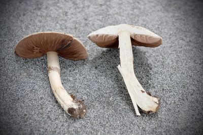 High angle view of mushrooms