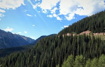 Scenic view of pine trees against sky