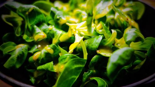 Close-up of green leaves