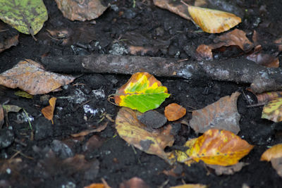 Close-up of leaves