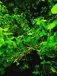 Plants growing on green landscape