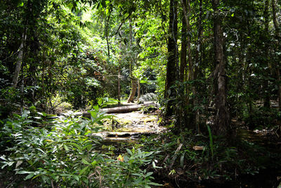 Trees in forest