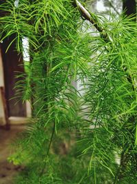 Close-up of fresh green plants