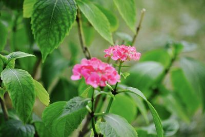 Close-up of pink flowers blooming outdoors