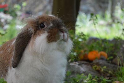 Close-up of a rabbit on field