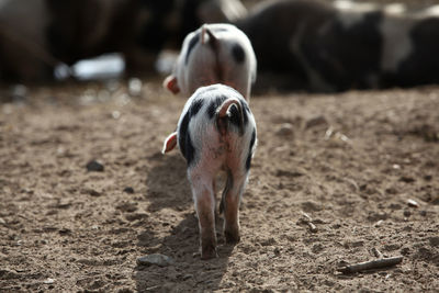 View of a pig on land