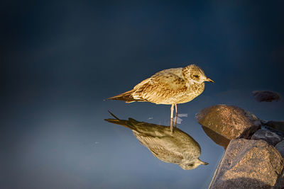 Bird perching on rock by lake against sky