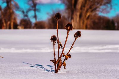 Close-up of snow on field against sky during winter