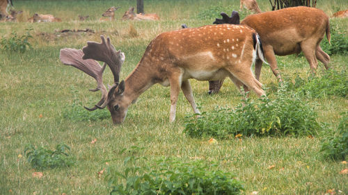 Side view of deer on field