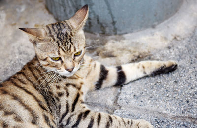 Close-up portrait of a cat