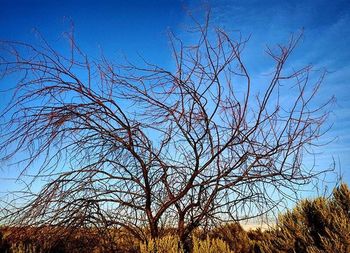 Low angle view of bare trees against blue sky