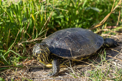 Close-up of turtle on field