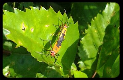 Close-up of insect on leaf